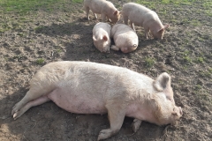 Kilrudderypigs