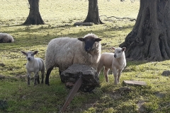 Kilrudderysheep